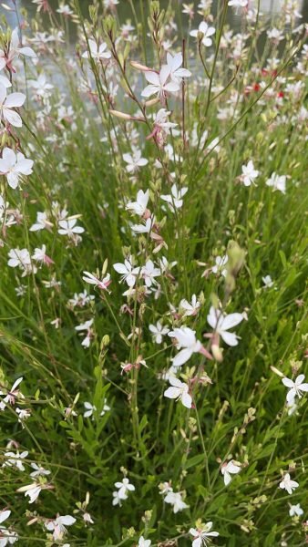 Where to plant White gaura (Oenothera lindheimeri)_2