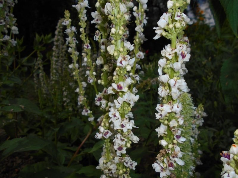 White nettle-leaved mullein (Verbascum chaixii 'Album')
