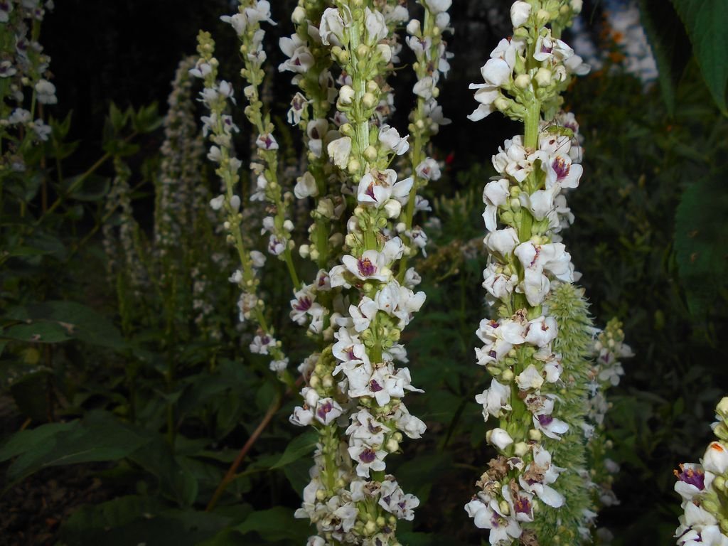 White nettle-leaved mullein (Verbascum chaixii 'Album')