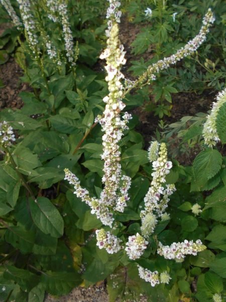 How to plant White nettle-leaved mullein (Verbascum chaixii 'Album')_1