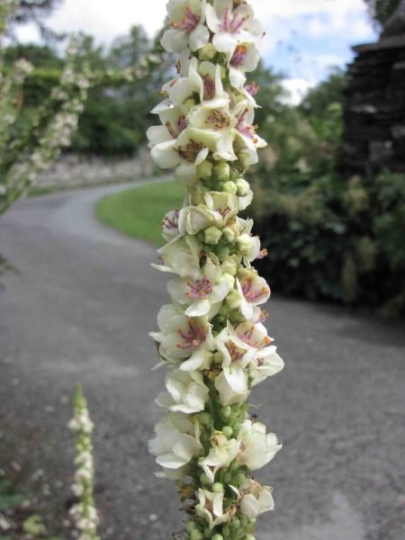 Where to plant White nettle-leaved mullein (Verbascum chaixii 'Album')_2