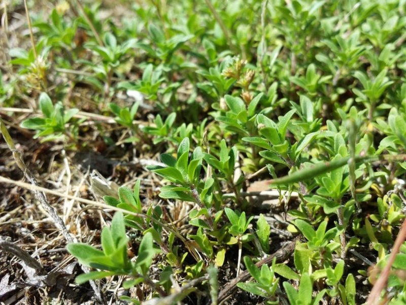 Wild thyme (Thymus serpyllum L.)