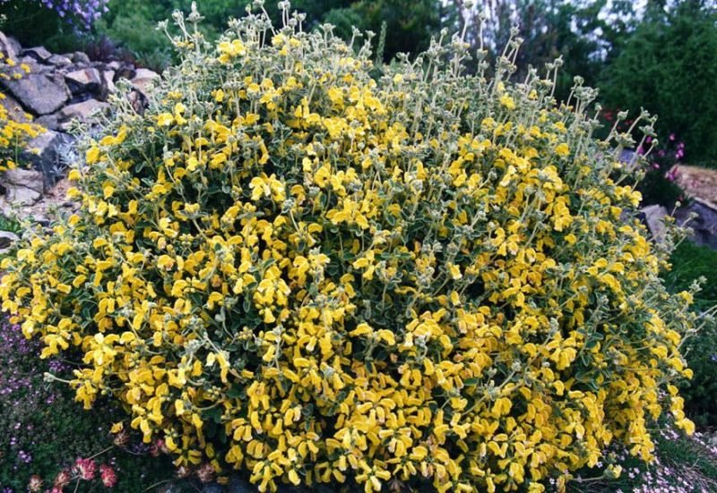 Woolly Jerusalem sage (Phlomis lanata)