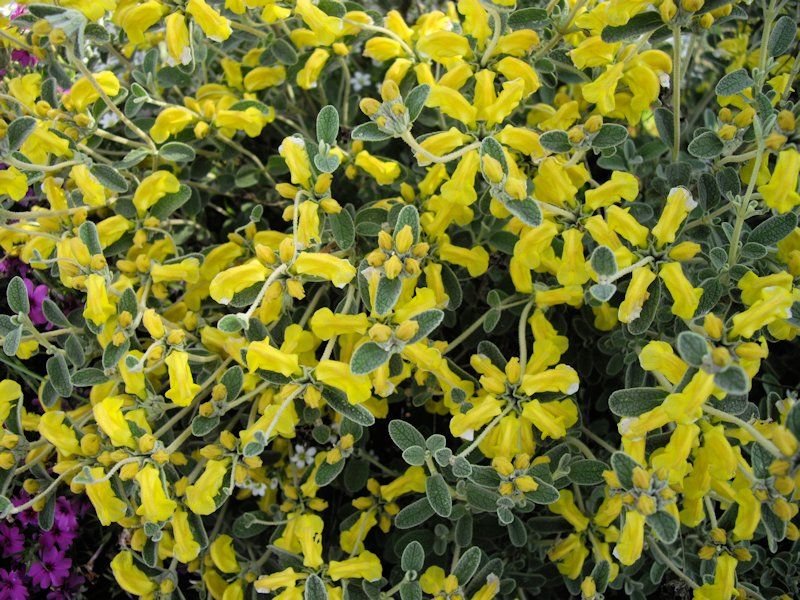 How to plant Woolly Jerusalem sage (Phlomis lanata)_1