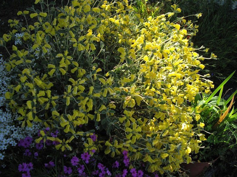Where to plant Woolly Jerusalem sage (Phlomis lanata)_2