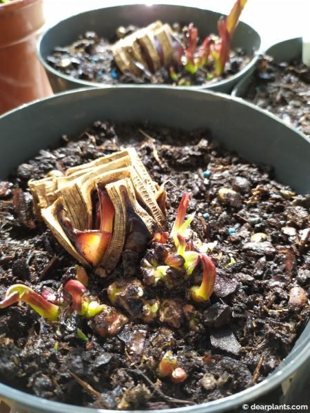 10 weeks after the division, I can already see leaves emerging at the base of the plants - www.dearplants.com
