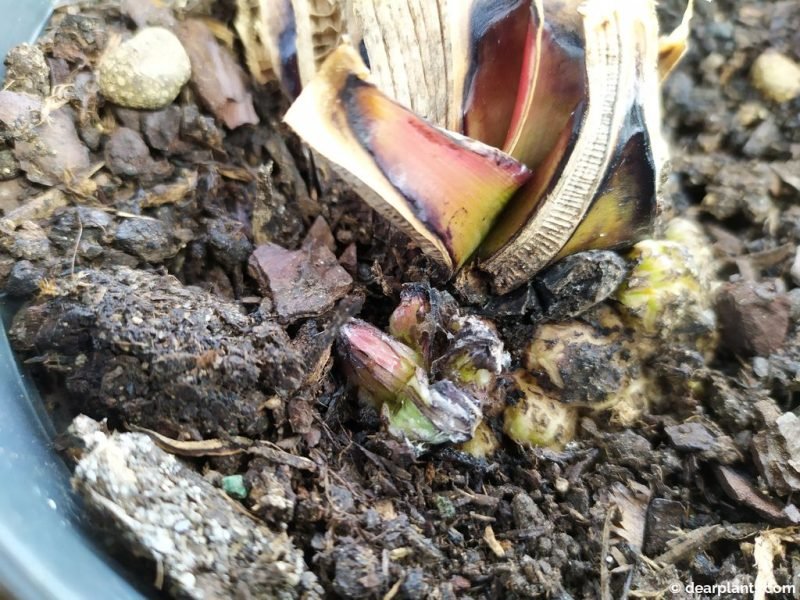 8 weeks later, a callus formed is perfectly visible - www.dearplants.com