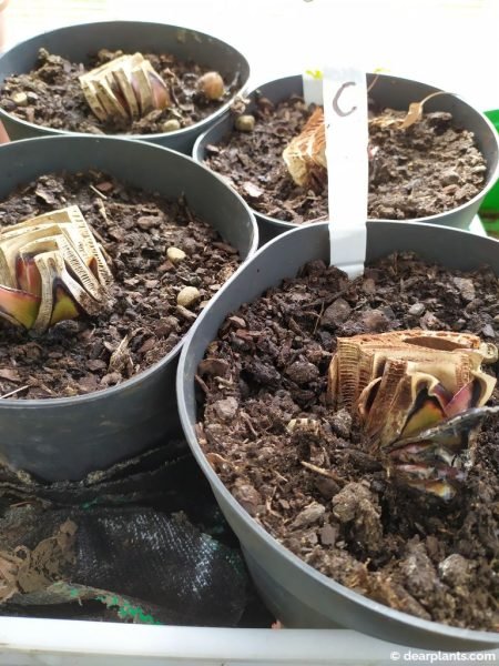 After 6 weeks the layers are opening - www.dearplants.com