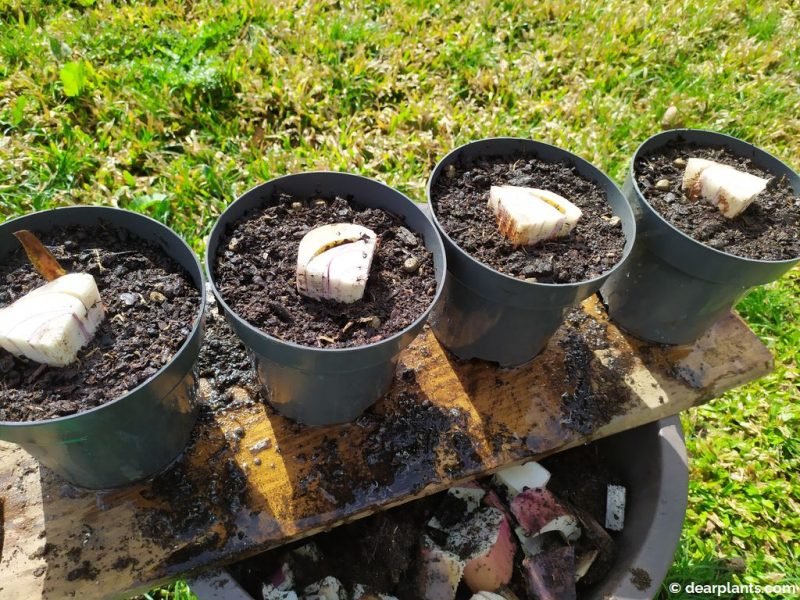 Complete with compost and water the pots - www.dearplants.com