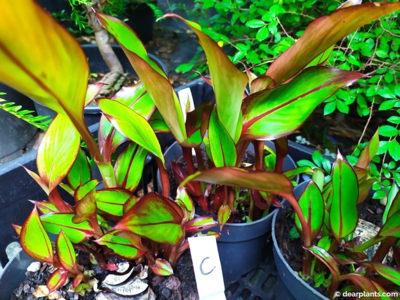 Ensete 'Maurelii' shoots grow quickly in summer - www.dearplants.com