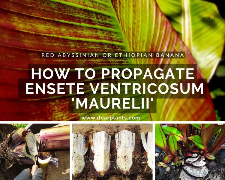 How to propagate Ensete ventricosum 'Maurelii' (Red Abyssinian Banana Tree or Ethiopian banana) by division - www.dearplants.com