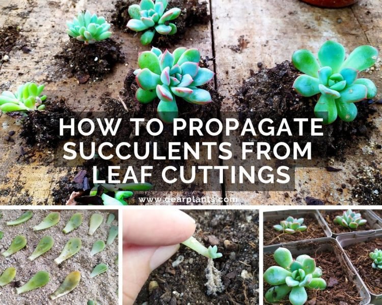 How to propagate succulents from leaf cuttings