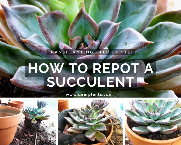 How to repot a succulent, replant step by step - www.dearplants.com