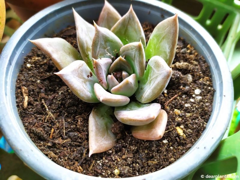 I repotted the Echeveria succulent shoot in the previous pot