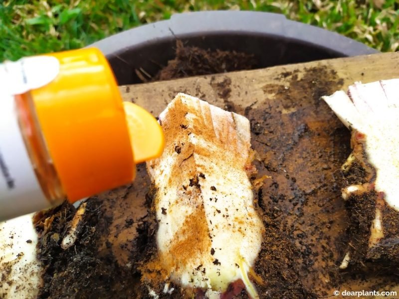 I test using cinnamon in two parts - www.dearplants.com