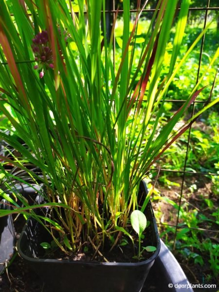 Japanese blood grass plant (Imperata cylindrica ‘Red Baron’) 4 months after division