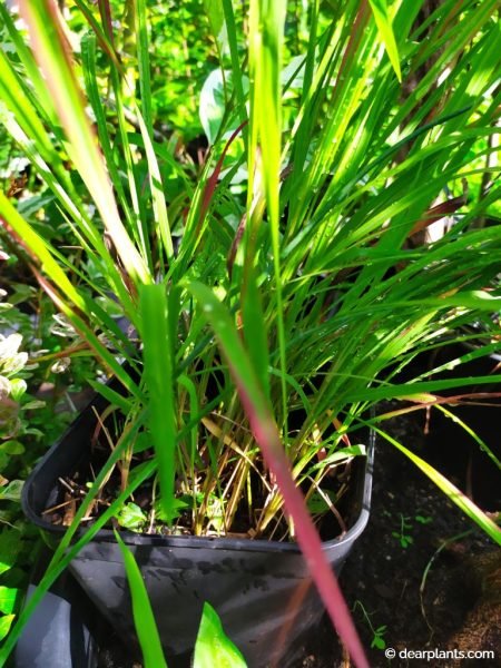 Japanese blood grass plant (Imperata cylindrica ‘Red Baron’) 4 months later - www.dearplants.com