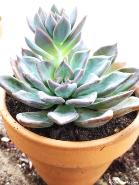 Job done, succulent repotted