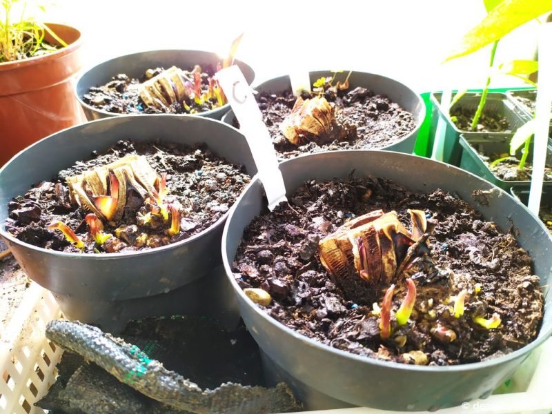 Leaves emerging at the base of propagated Ensete plants - www.dearplants.com