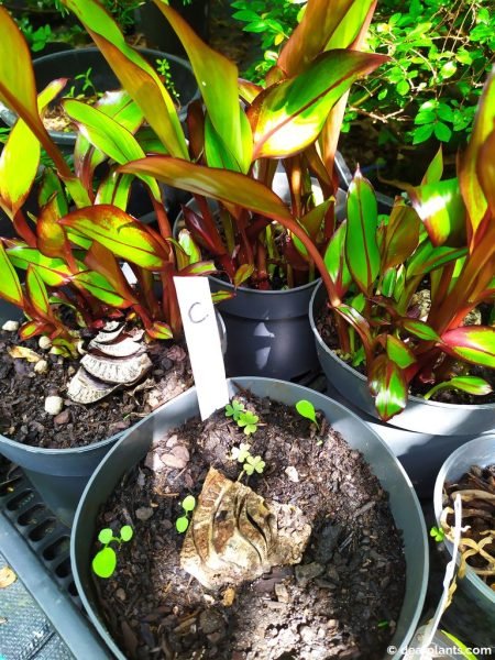 One of the pots I used cinnamon in did not sprout - www.dearplants.com