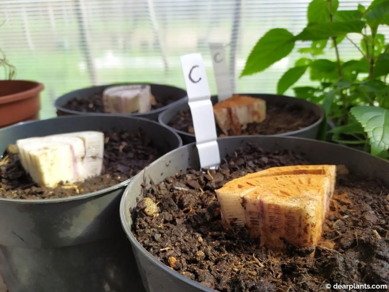 Place the pots in the greenhouse, in a bright place - www.dearplants.com