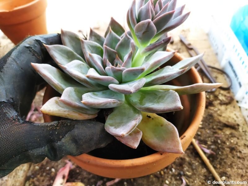 Plant the succulent in the new pot