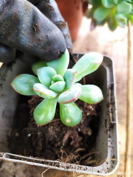 Planting the succulent seedling in an individual pot - www.dearplants.com