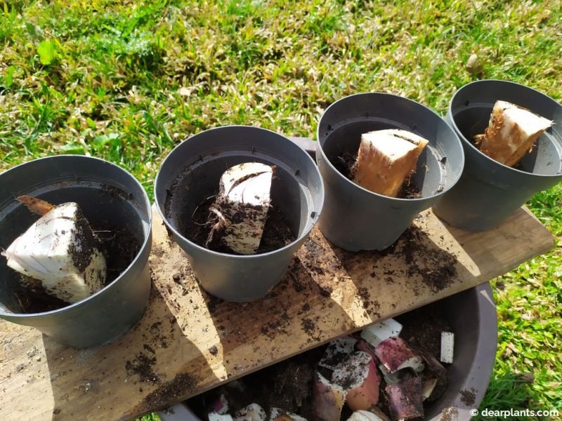 Put each part in its pot - www.dearplants.com