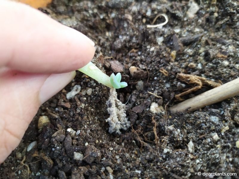 Replant succulent seedling propagated by leaf cuttings - www.dearplants.com