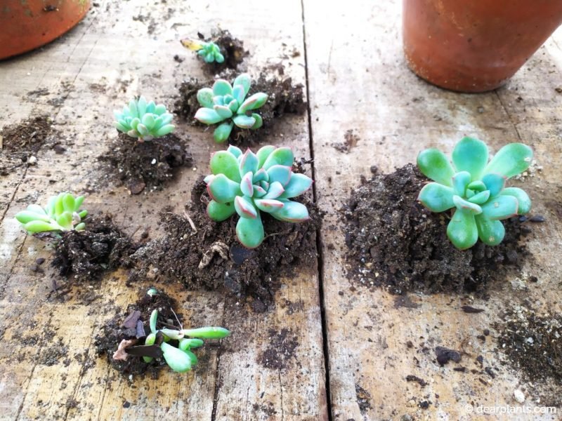 Repotting succulent seedlings propagated by leaf - www.dearplants.com