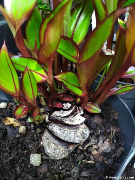 Saplings of false banana (Ensete 'Maurelii') growing from division - www.dearplants.com