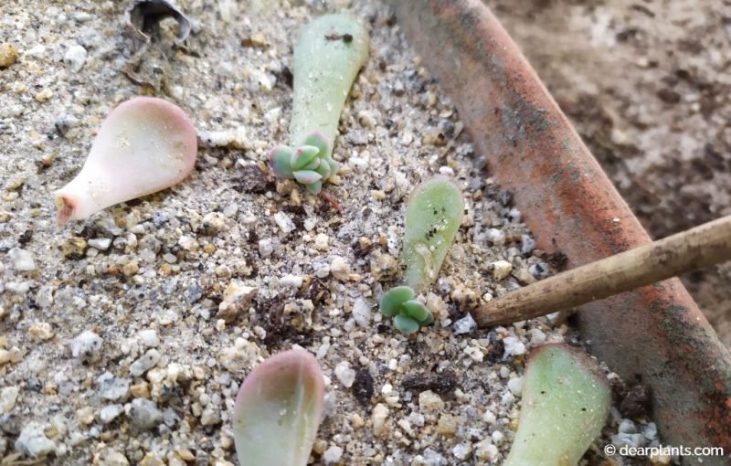 Succulent leaf sprouting a new plant - www.dearplants.com