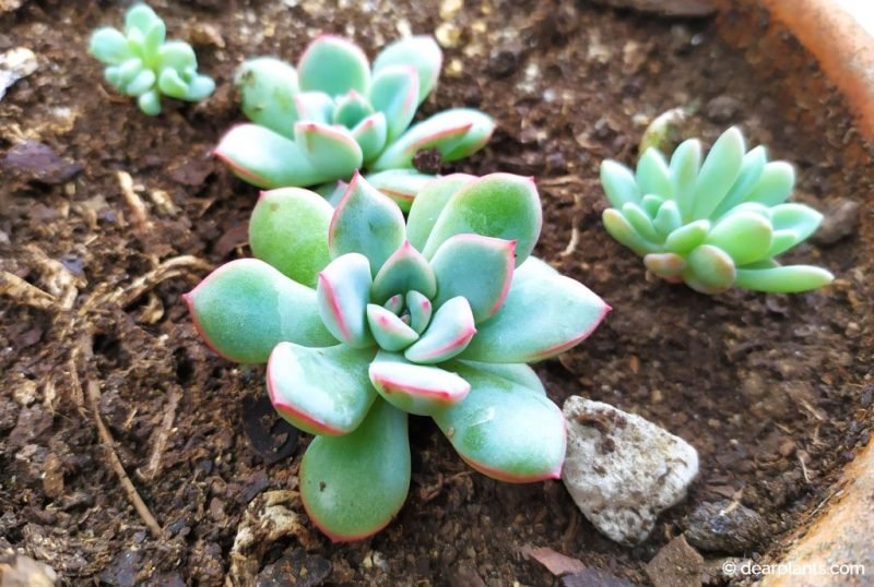 Succulent plants propagated by leaf - www.dearplants.com