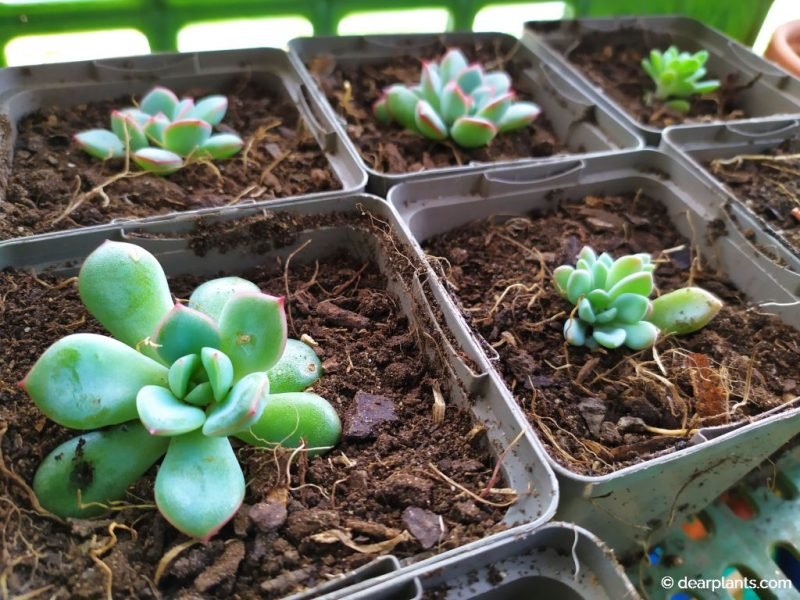 Succulents ready to grow in individual pots - www.dearplants.com