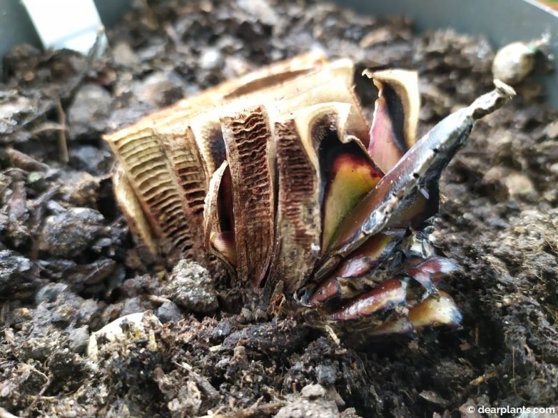 The layers of Ensete are separating - www.dearplants.com