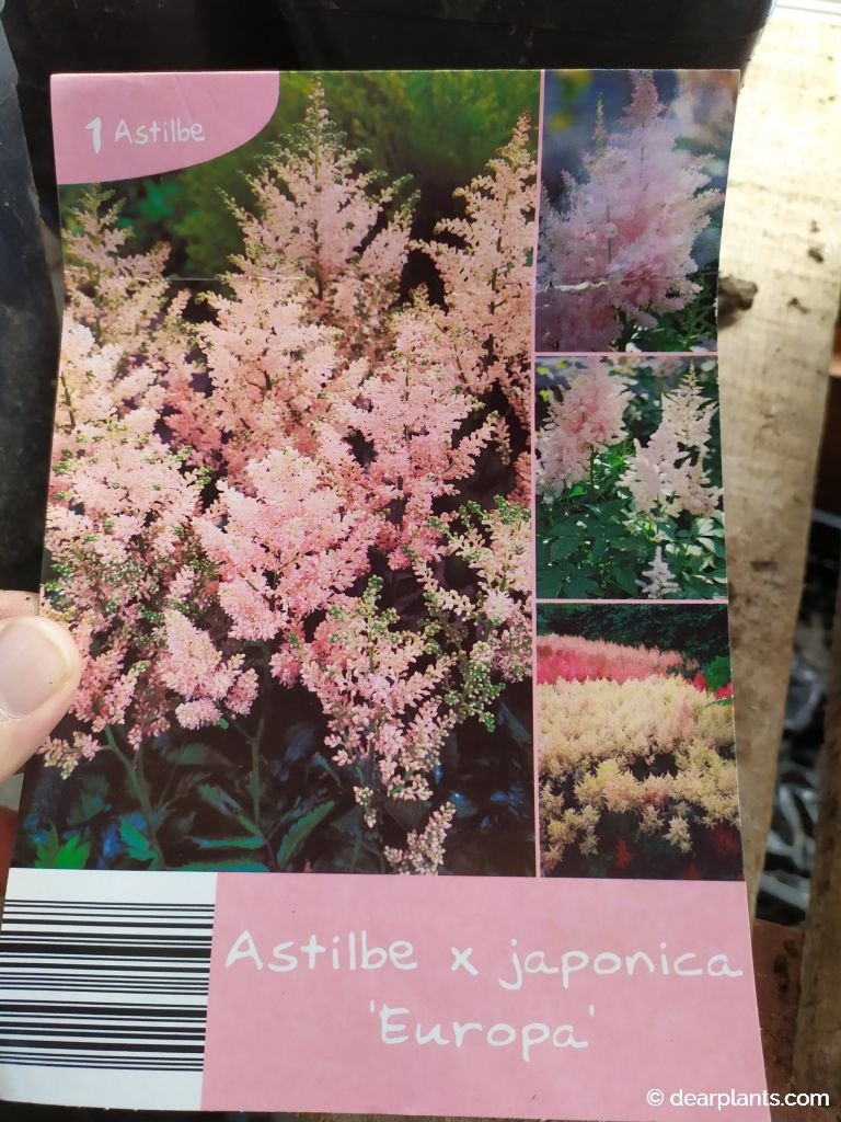 How to plant astilbe roots, step by step Dear Plants