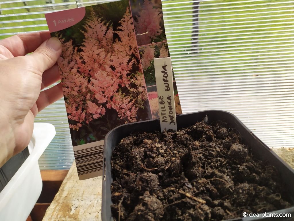 How to plant astilbe roots, step by step Dear Plants