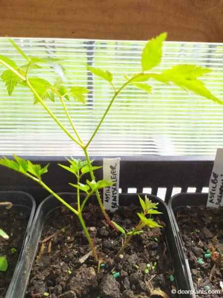 Astilbe japonica, growth of the first month - www.dearplants.com