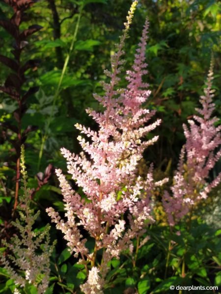 Flower of Astilbe japonica 'Europa' - www.dearplants.com