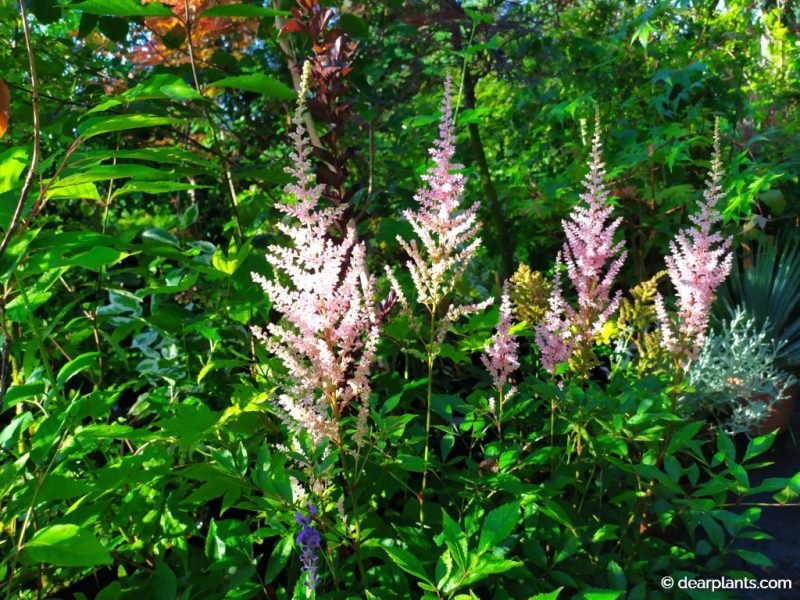Flowers of Astilbe japonica 'Europa' in the end of spring - www.dearplants.com