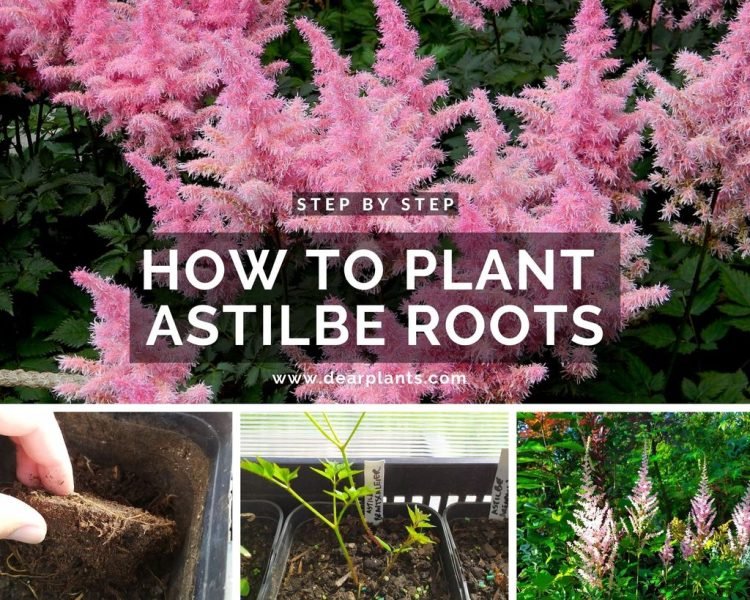How to plant astilbe roots, step by step - www.dearplants.com