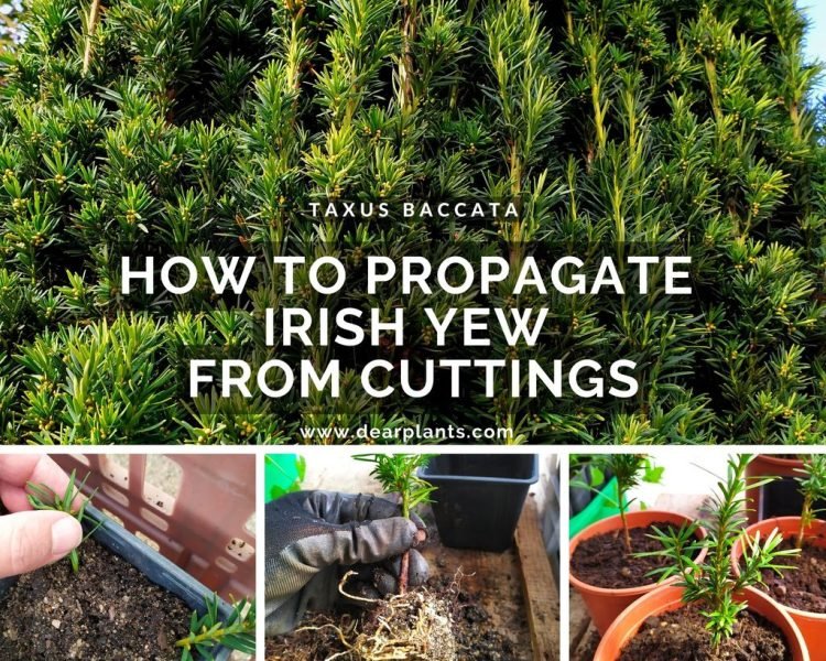 How to propagate irish yew from cuttings (Taxus baccata ‘fastigiata’) - www.dearplants.com