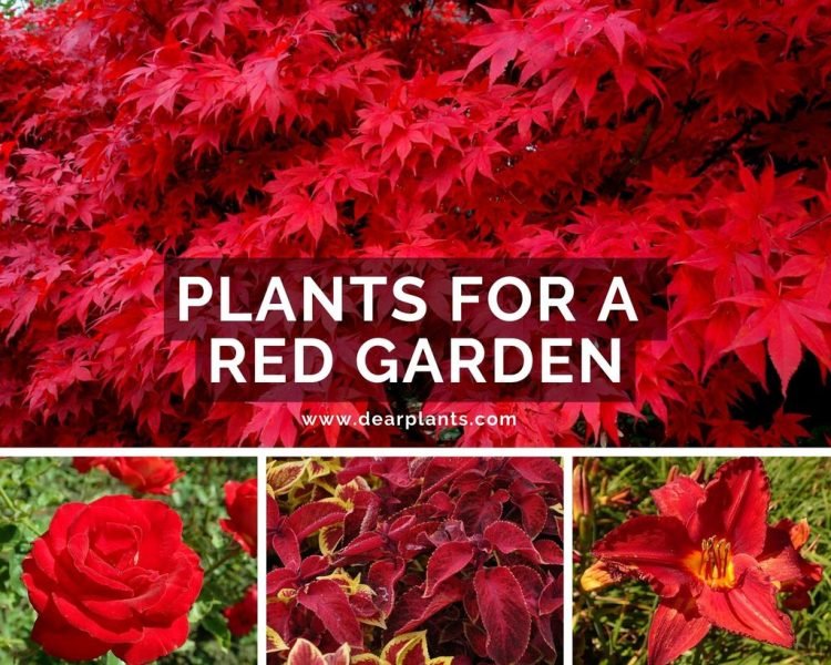 List of best plants for a red garden theme - www.dearplants.com