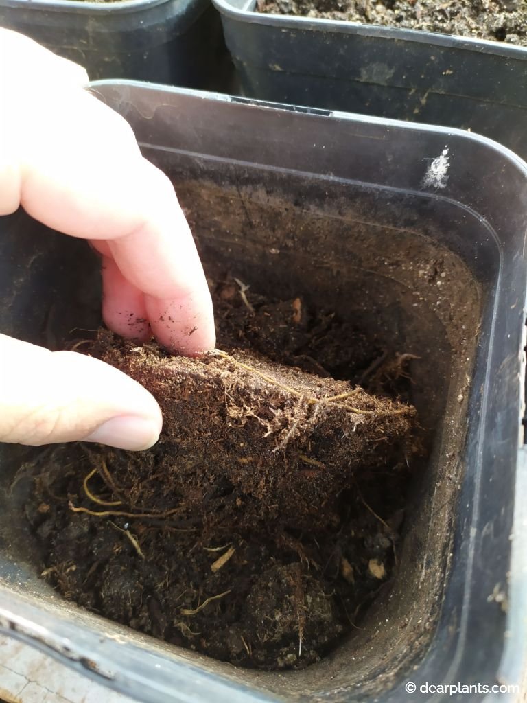 How to plant astilbe roots, step by step Dear Plants