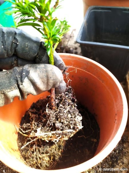 Planting the new yew tree (Taxus baccata) in an individual pot - www.dearplants.com
