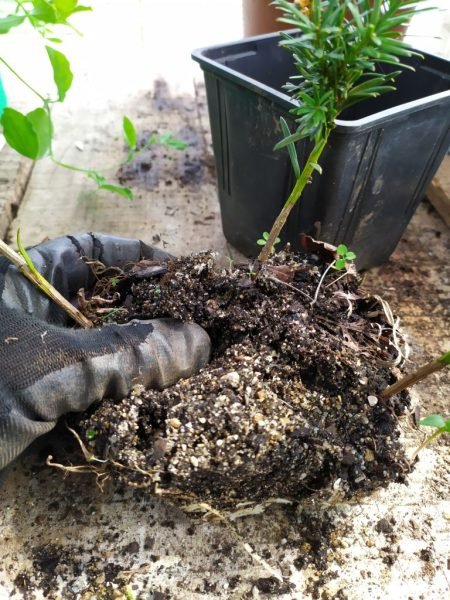 Separating yew (Taxus baccata) plants propagated by cuttings - www.dearplants.com
