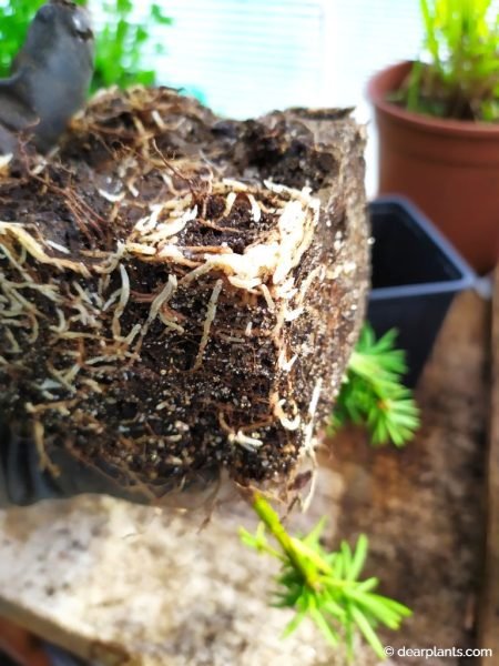 White, healthy roots on yew cuttings - www.dearplants.com