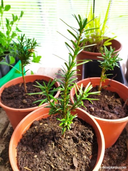 Yew (Taxus baccata) plants propagated by cuttings planted individually - www.dearplants.com