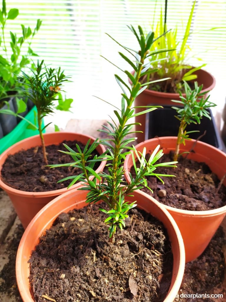 How to propagate irish yew from cuttings (Taxus baccata 'fastigiata') Page 2 of 2