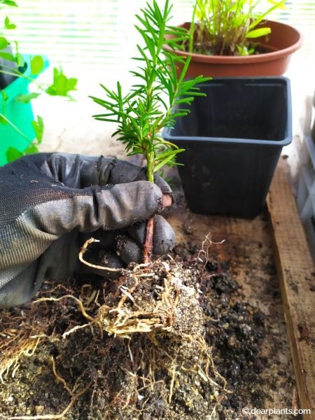 Yew cutting (Taxus baccata) well rooted - www.dearplants.com